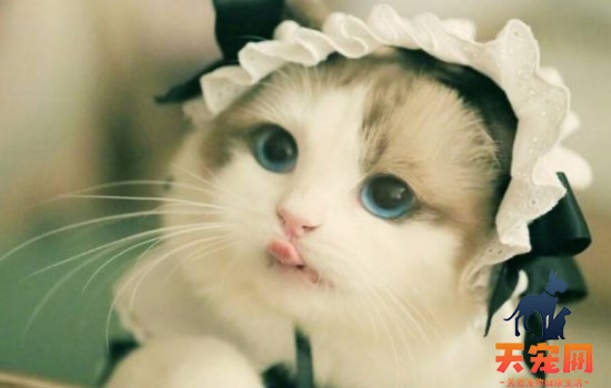 世界十大名猫 这十只猫咪真的非常有名了！