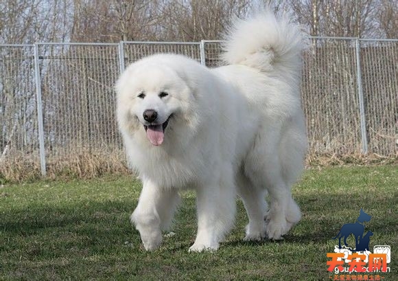 【大白熊好养吗】大白熊犬怎么养-大白熊饲养指南
