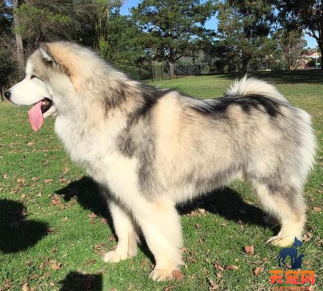 成年阿拉斯加犬一天吃多少狗粮