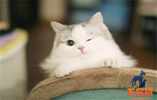 ​猫咪包子脸和普通脸区分