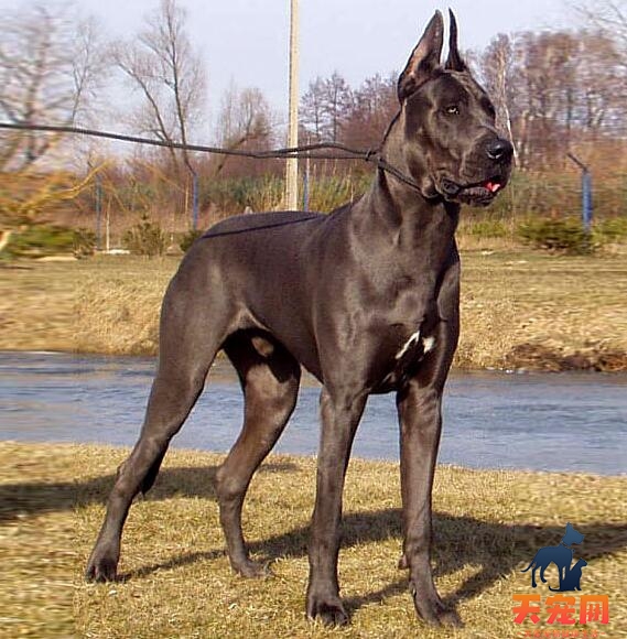 大丹犬多少钱一只，如何挑选大丹犬