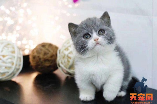 猫换季掉毛严重怎么办