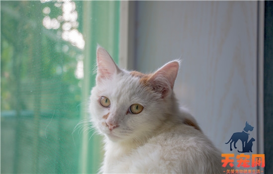 猫吃泡沫塑料怎么办 这些办法很有效