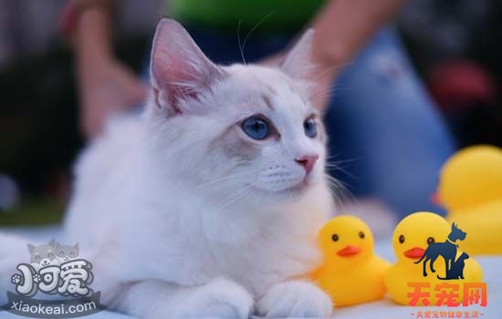 卖不掉的猫怎么处理 没有人买的猫会被怎么处理掉
