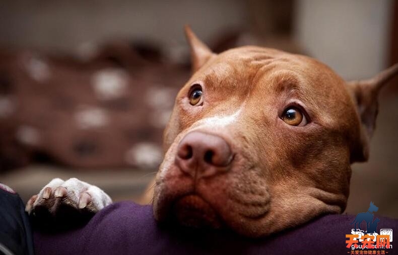 比特犬自制狗粮的方法