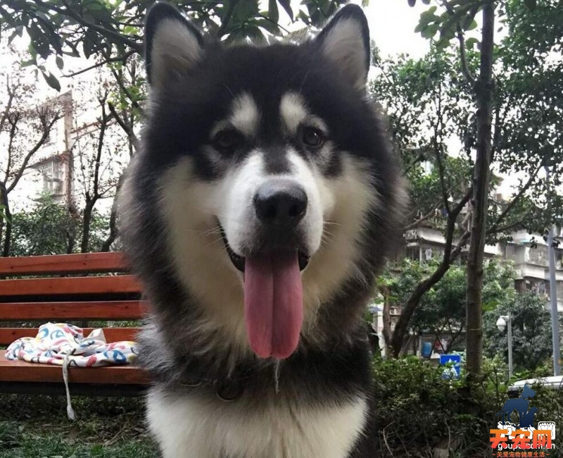 阿拉斯加犬不喂狗粮可以吗？