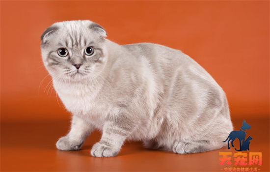 ​乳白高地是什么品种猫