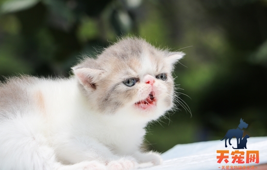 加菲猫和波斯猫的区别