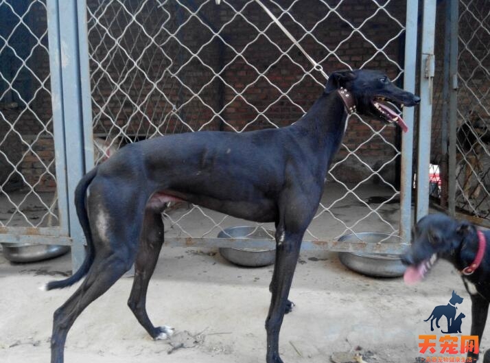 格力犬怎么看纯不纯？纯种格力犬标准及图片