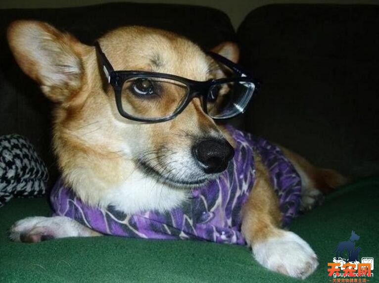 柯基犬不开心怎么办，柯基犬生气怎么哄好