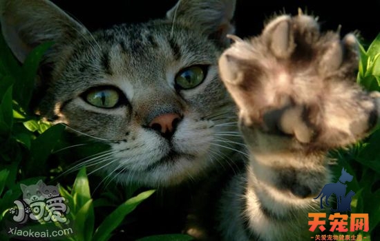 猫咪的爪子有什么作用 猫咪的爪子大解析