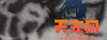 豹猫有几种花纹 豹猫花纹图片