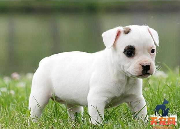 牛头梗幼犬怎么喂养