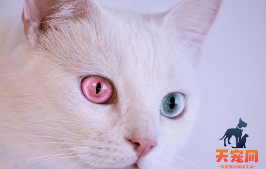 猫咪瞳孔变圆表示什么心情