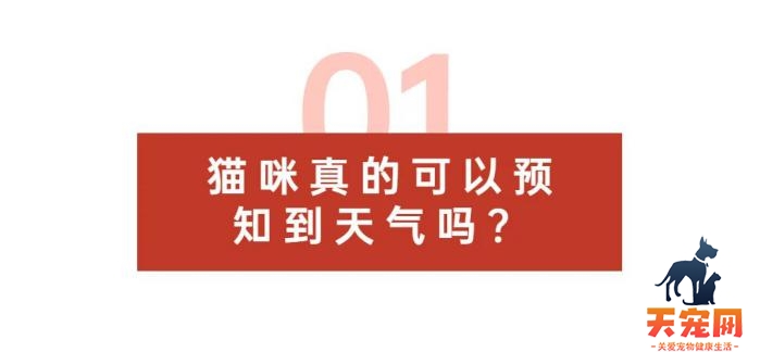 惊鸭！原来猫咪也是天气预报小能手！