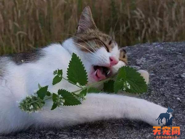 小猫为什么会喜欢去吃树叶 猫为什么要吃树叶