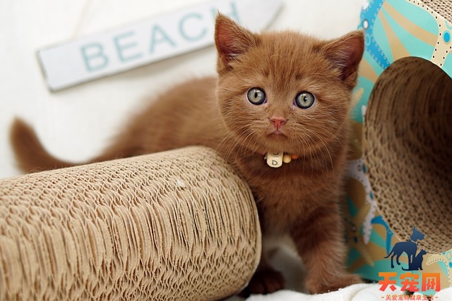 小猫不在猫砂盆里上厕所怎么办