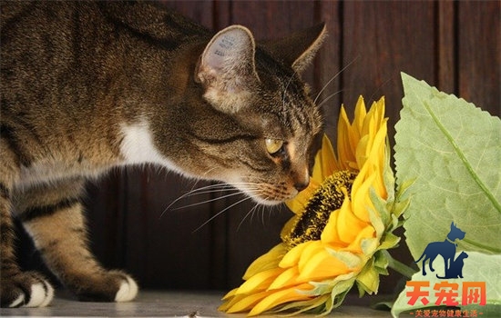 猫一岁相当于人的几岁