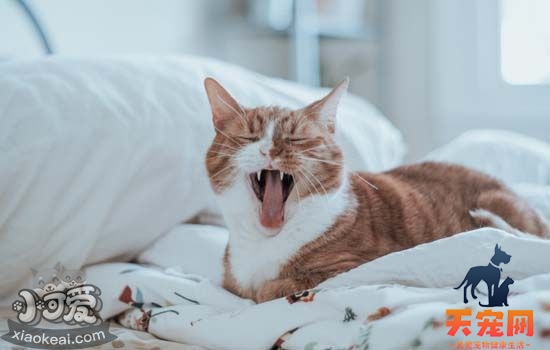 猫咪空调病的症状 猫也会得空调病吗