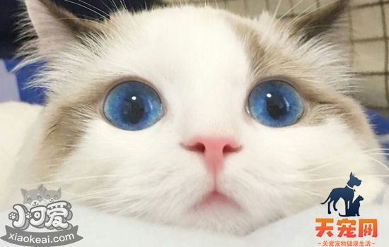 猫的眼睛有什么颜色的 猫的眼睛颜色不一样