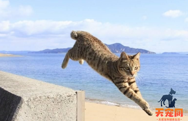 猫为什么从高空掉下总是脚着地 猫为什么落下来都是脚着地