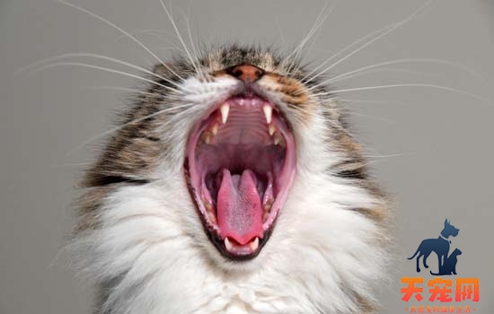 猫可不可以发快递 猫可不可以快递