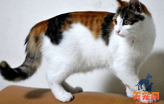家养三花猫注意事项