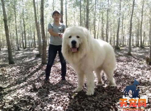 奖励对于训练大白熊犬的重要性
