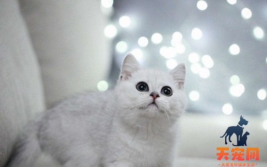 银渐层的猫品种是什么