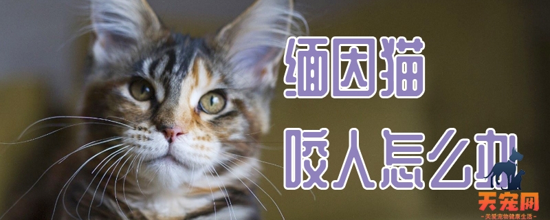 缅因猫咬人怎么办