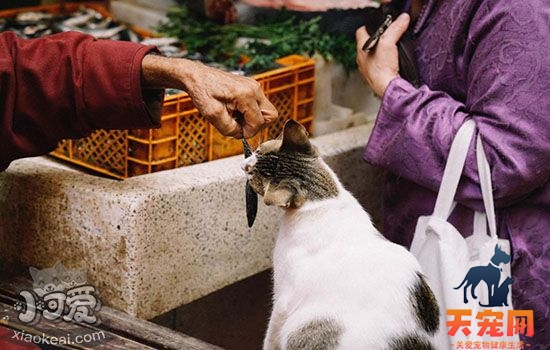 怎么训练暹罗猫翻跟头 训练猫翻跟斗技巧