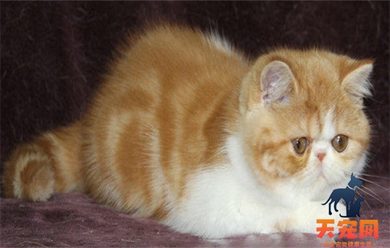 ​小猫咪摇尾巴是什么意思