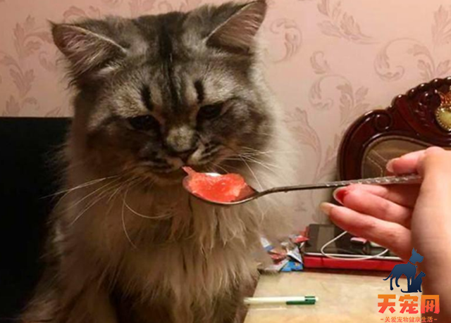 猫可以吃西瓜吗?为什么