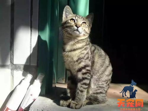 杂交猫为什么都像狸花猫 狸花猫是中国本土的猫咪