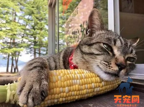 猫咪能吃玉米吗熟的