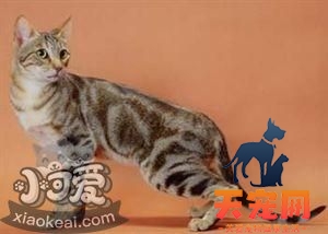 肯尼亚猫不会用猫抓板怎么办 肯尼亚猫猫抓板训练