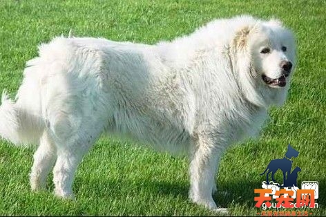 大白熊犬常见的五个皮肤疾病