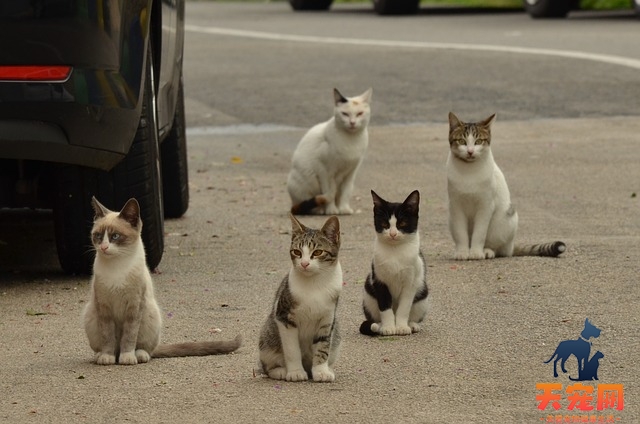 小猫腹水能活多久