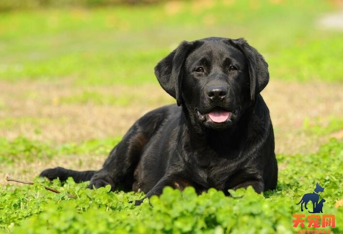 拉布拉多犬吃什么毛发好