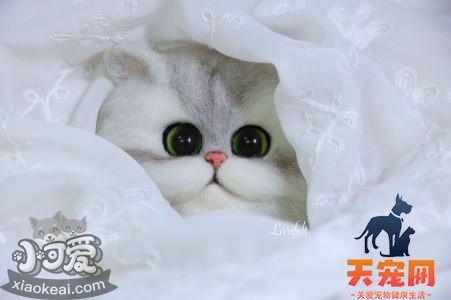 金吉拉猫怎么训练 猫咪训练六大原则