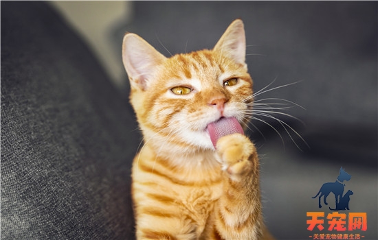 猫缺钙会出现什么症状 情况严重可能导致后遗症哦！