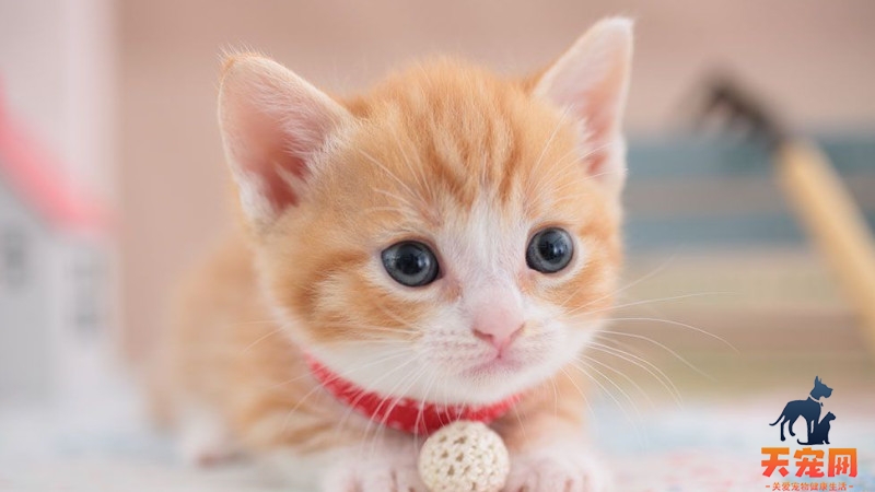 猫咪肛门总有残留的屎