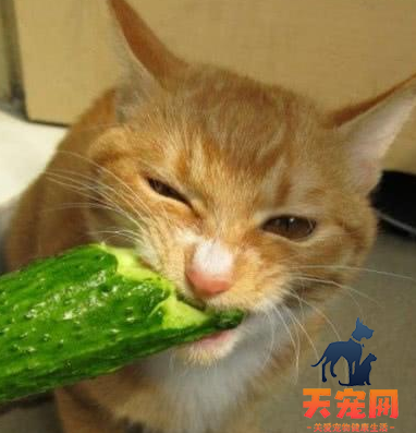 猫为什么怕黄瓜是真的吗 猫咪只是被人故意吓到