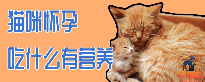 猫咪怀孕吃什么有营养