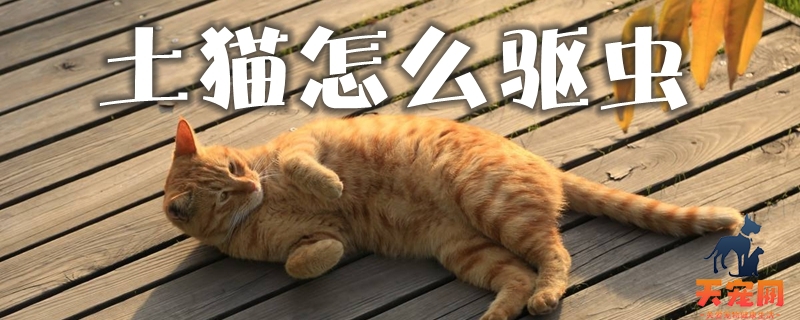 土猫怎么驱虫