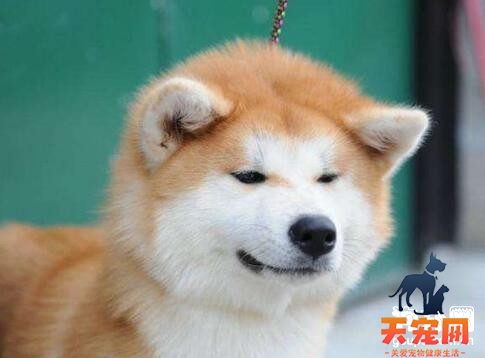 秋田犬自制狗粮的注意事项