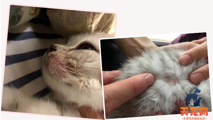 入春回暖,小心皮肤问题—猫癣!