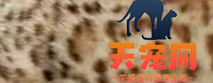 豹猫有几种花纹 豹猫花纹图片