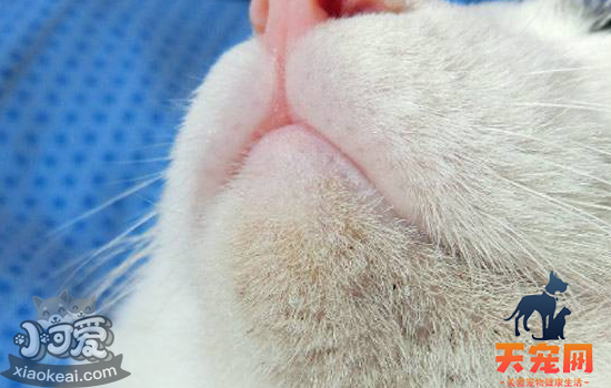 猫毛囊炎怎么治疗 黑下巴是毛囊炎吗？