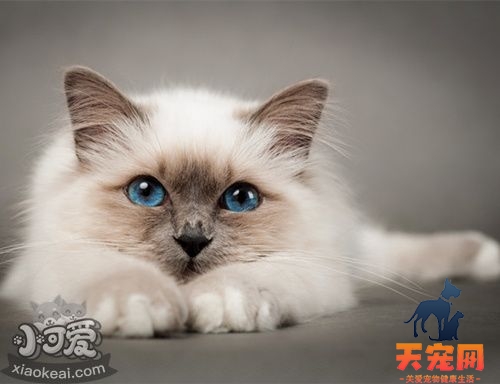 伯曼猫假孕是怎么回事 伯曼猫假孕大揭秘